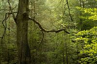 Speulderbos - dansende boom