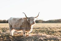 Schottischer Highlander in der Abendsonne