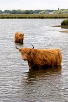 Schottischer Hochländer badet 2