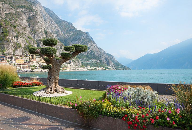 belle plantation  lac de Garde, Limone sul Garda par SusaZoom