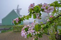 Blüte im Nebel, Zaanse Schans.