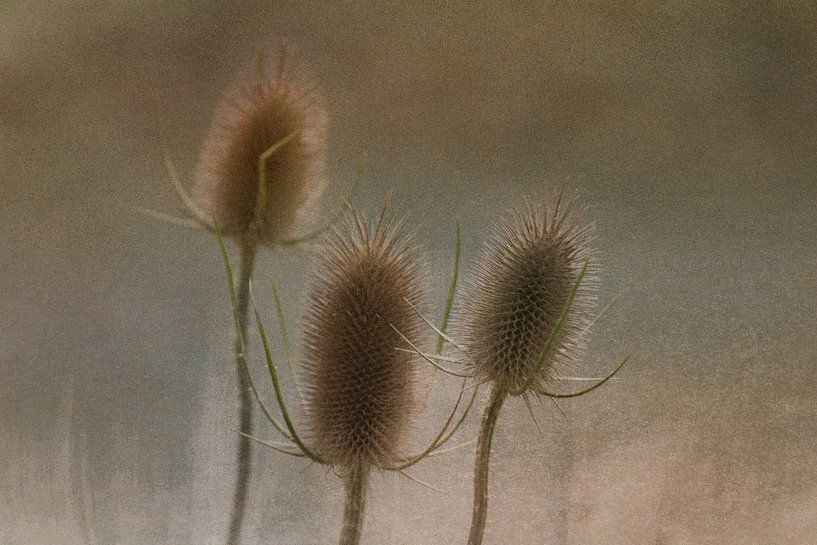 Grand Teasel par Marianne Twijnstra