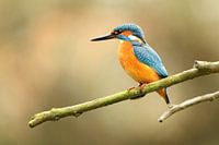 Le martin-pêcheur cherche des poissons