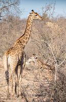 Mutter und junge Giraffe in Südafrika