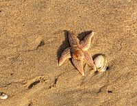 Seestern mit Muschel