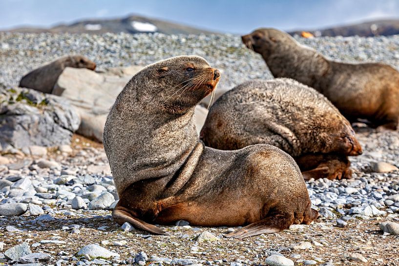 The wild seals of the Antarctic by Roland Brack