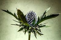 Sierdistel studiowerk