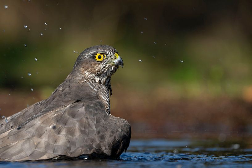 Sperber-Raubvogel von Rando Kromkamp Natuurfotograaf