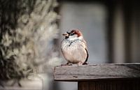 Sperling im Winter Szene