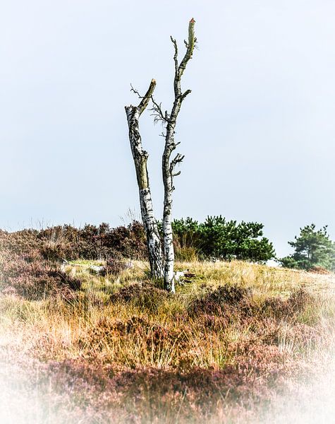 Dead birch by Fotografie Jeronimo