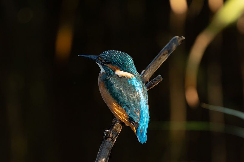 Young kingfisher. by Wouter Van der Zwan