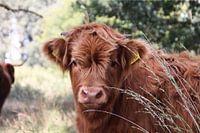 Jonge Schotse hooglander