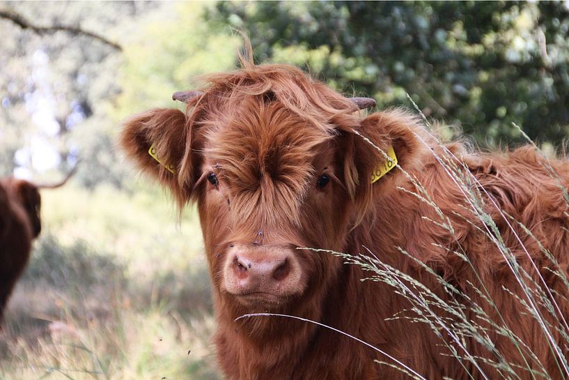 Junger schottischer Highlander von Dian Poppen