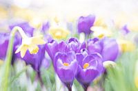 the arrival of the crocus vacation