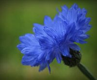 Bluebottle Boutonniere Flower