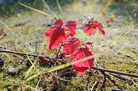 Bladeren tegen het licht