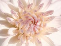 Pink dahlia