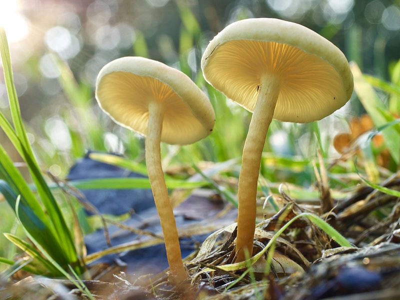 Paddestoel by Dick Besse