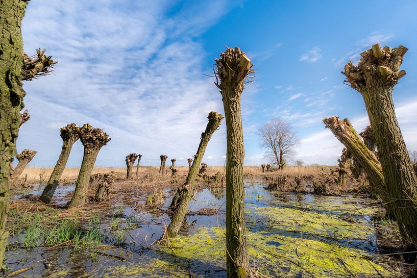 Knotwilgen 02 par Moetwil en van Dijk - Fotografie