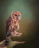 Atmosphärischer Waldkauz