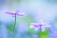 Anémone de bois Pastel