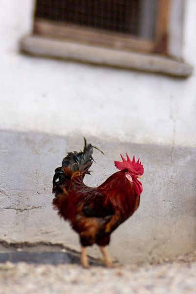 Hahn von Gabry Zijlstra