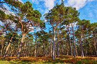 Windflüchter am Weststrand auf dem Darß