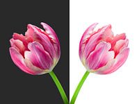 Diptyque-tulipe Vase