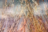 Beautifully spent flowers