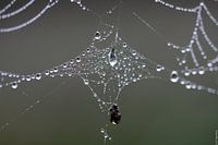 Dauwdruppels op een spinnenweb