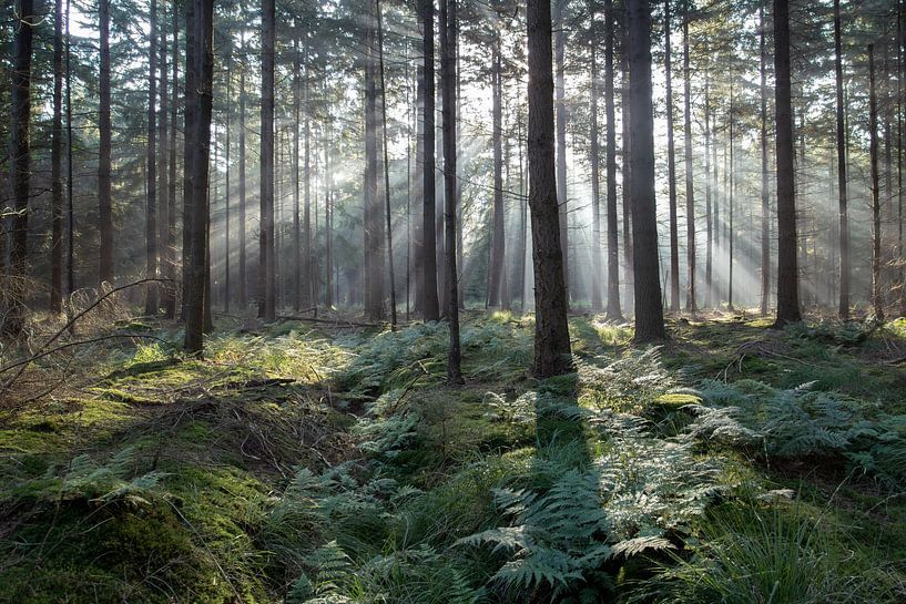 Rayons de soleil dans la forêt de La Haye par Vincent Croce