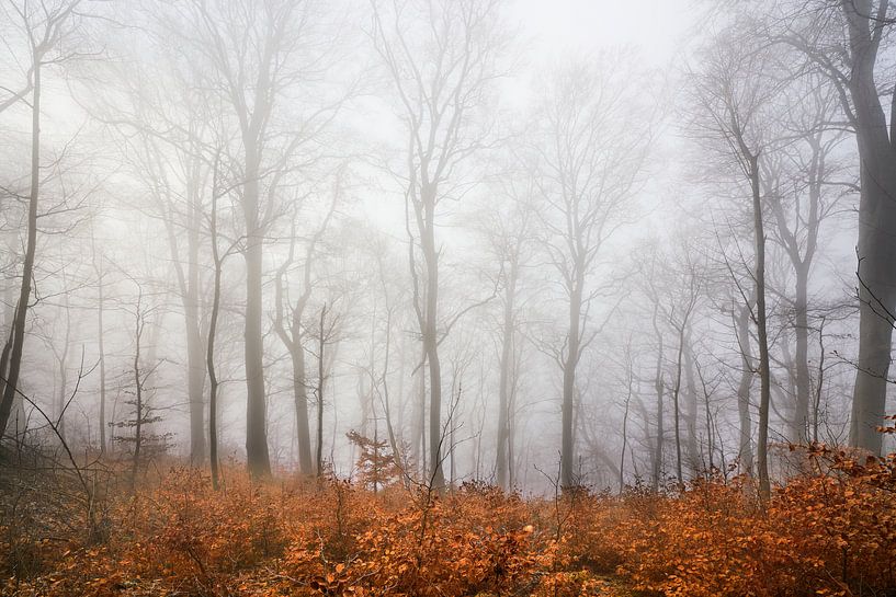 Atmosphère brumeuse à Rosenstein par Max Schiefele