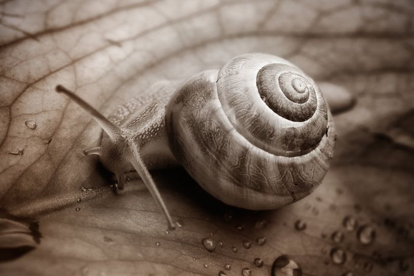 Aus der Nähe... von LHJB Photography