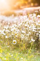 Chamomile field in summer