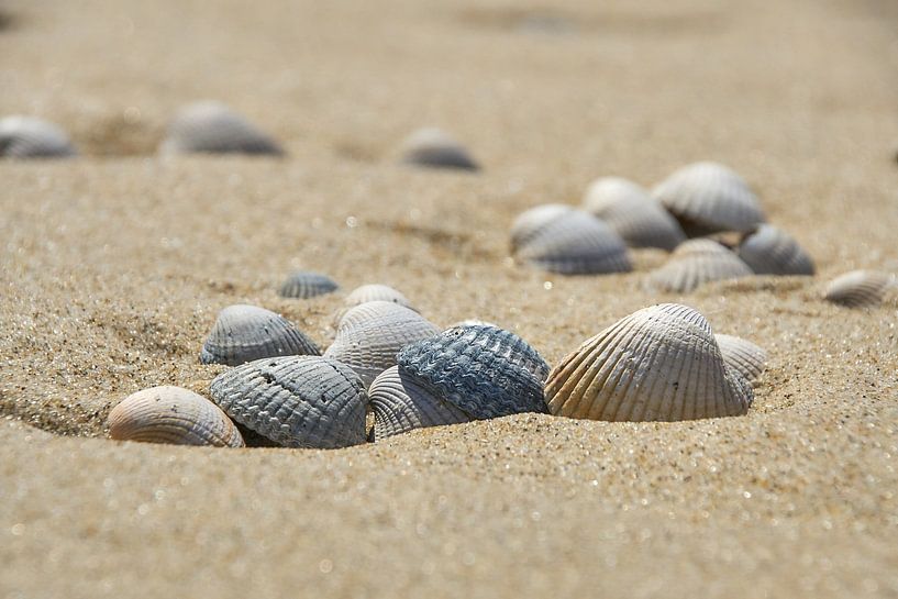 Herzmuscheln am Strand von Ad Jekel