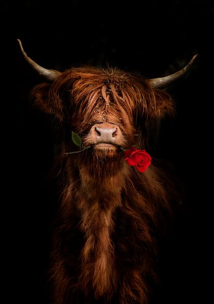 Schottischer Highlander mit Rose von Bert Hooijer