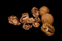 Der Nussbaum Nussbaum Nussbaum Nussbaum