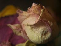 Melancholy and past beauty #4