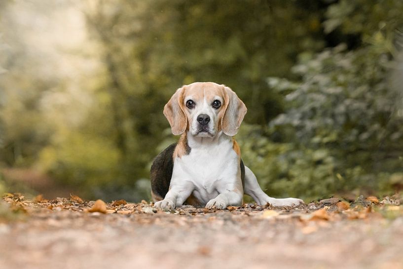 Dolly und Perle von Monique van Helden