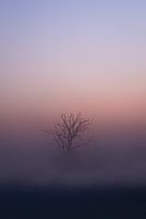 Nebel auf dem Maashorst