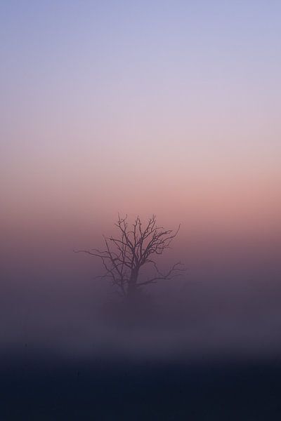 Nebel auf dem Maashorst von Caatje Clicks