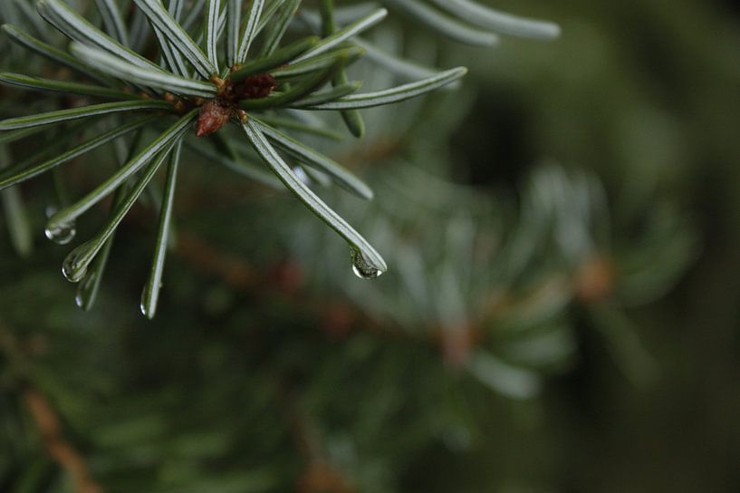 waterdruppel aan dennenboom by nikita van der Starre- Zagers