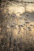 Golden Frosty Morning Flemish Countryside
