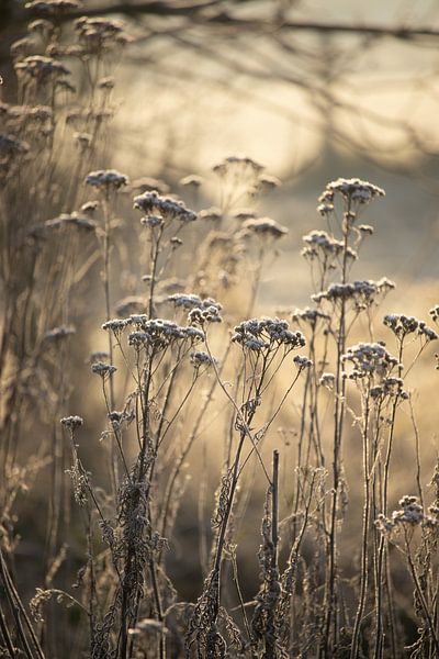 Matin givré doré Campagne flamande par Imladris Images