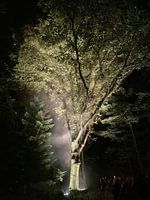 illuminated tree with soft green-yellow tones