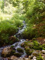 Ruisseau dans la forêt