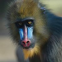 Zijn blik, mijn gedachte