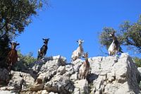 Chèvres sauvages à Vallon