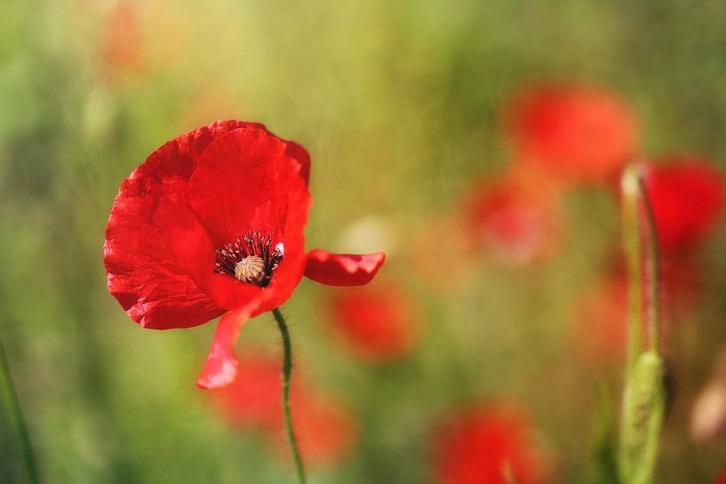 Avec grâce par LHJB Photography