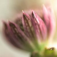astrantia
